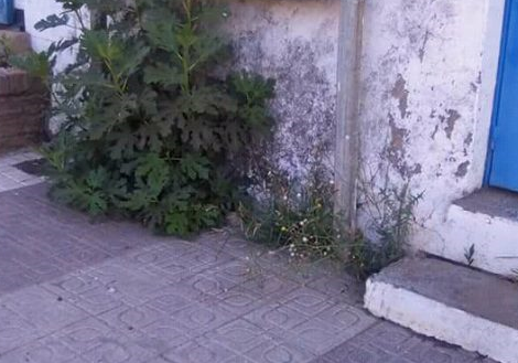 El PSOE de Cala pide al Ayuntamiento que atienda las quejas por la falta de limpieza