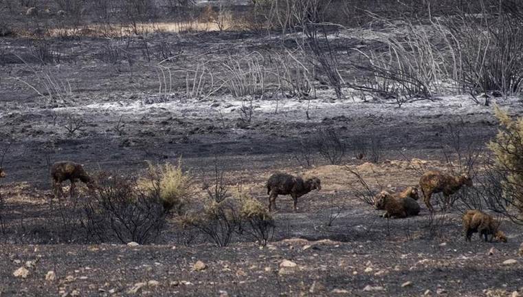 Casi todos los pueblos de la Sierra carecen del obligatorio Plan de Emergencia Por Incendios Forestales