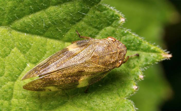 ébola del olivo