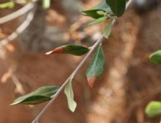 ébola del olivo