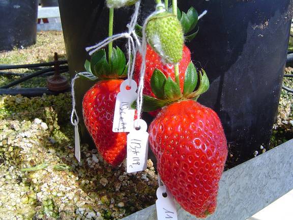 Variedades del campo de experimentación de El Rompido suponen ya 200 millones de plantas de fresa