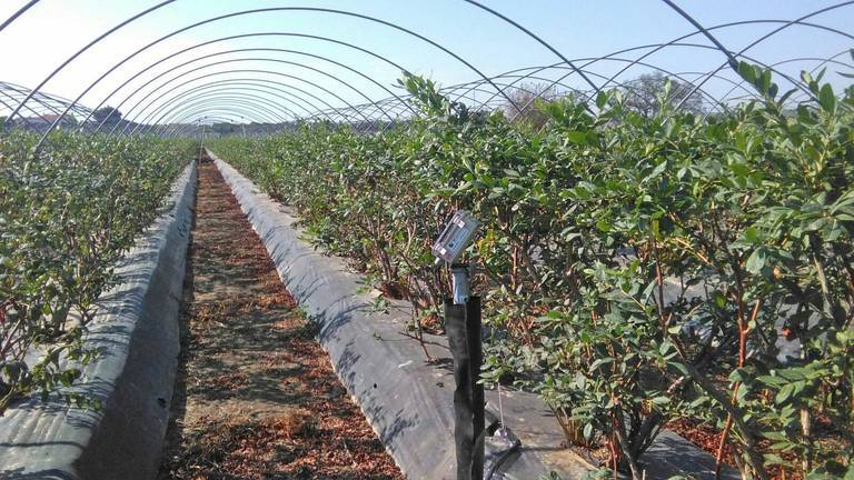 Una sentencia en EE.UU condena a 1 millón de dólares por vender arándano con ‘Copyright’ onubense