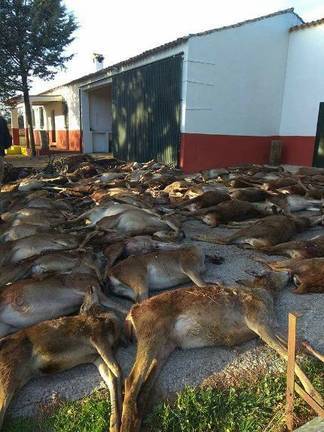 Masacre de ciervos para regenerar la zona afectada por el incendio de La Granada