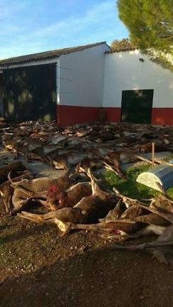 Cazadores acusan a ecologistas de “poner en peligro” la zona tras las críticas a la masacre de ciervos