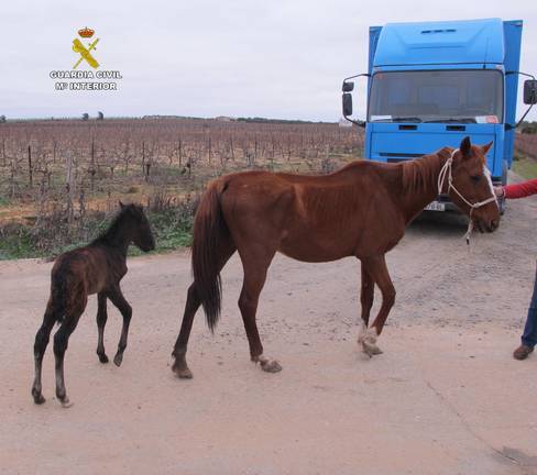 Localizan a 11 equinos famélicos abandonados en Chucena