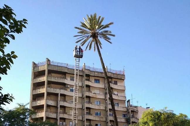 La palmera por excelencia de Huelva está en perfecto estado