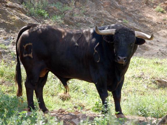 Investigan la muerte de un hombre embestido por un toro en Cabezas Rubias