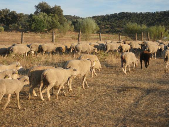 4.000 ovejas hacen la trashumancia hacia los pastos del norte
