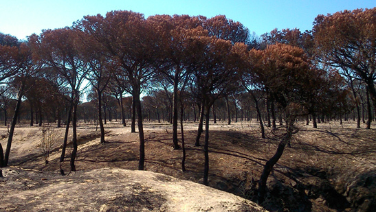 El incendio de Doñana, un año después