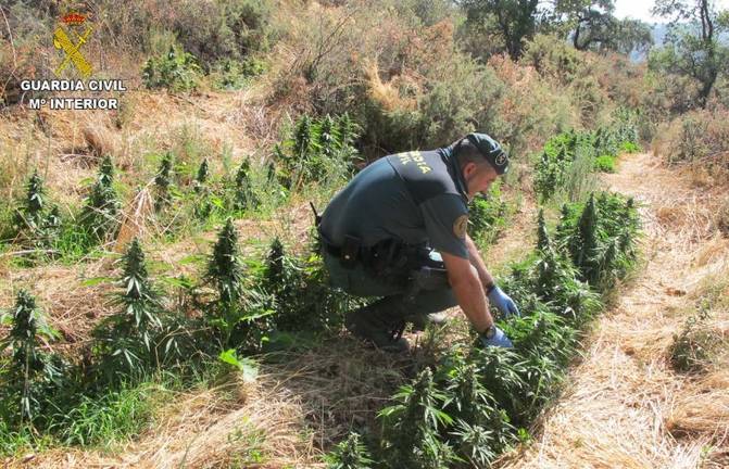 La Guardia Civil descubre una gran plantación de marihuana en una finca de Almonaster