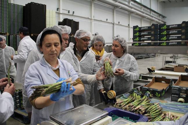 Agricultores del Condado se acercan al cultivo del espárrago
