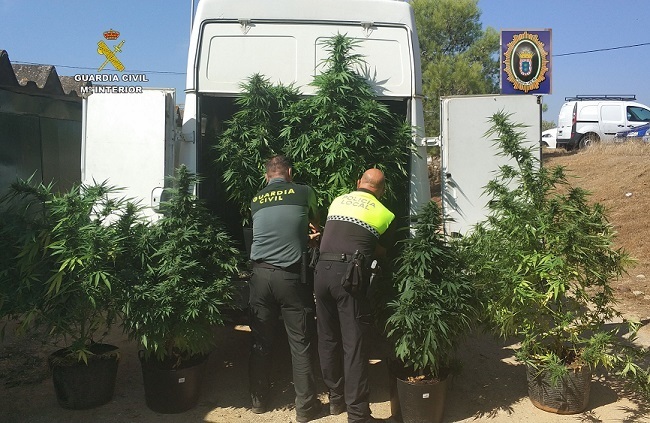 Intervienen tres plantaciones de marihuana en Valverde