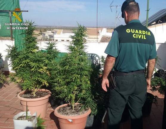 Intervenidas 16 plantas de marihuana en Manzanilla