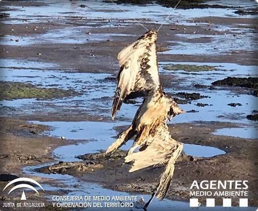 Hallan muerta un águila pescadora atrapada en el sedal de una piscifactoría