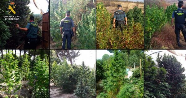 Cuatro detenidos tras intervenir 12 plantaciones de marihuana en Huelva