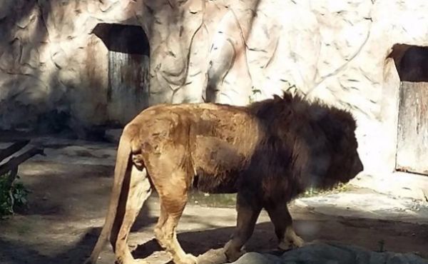 Ayamonte busca refugio para los animales de su parque zoológico y lo cerrará en breve