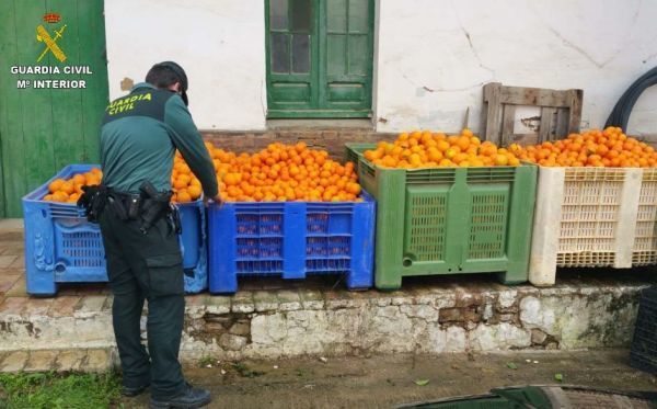La Guardia Civil interviene 2.700 kilos de naranjas sustraídas en una finca de Gibraleón