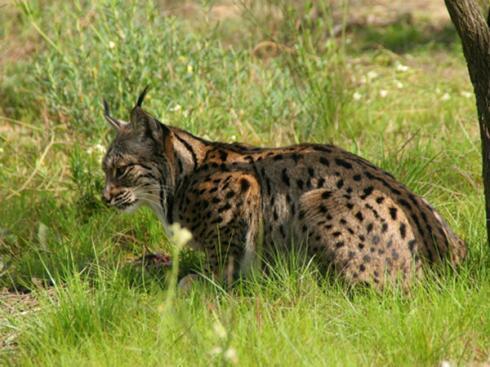 La Federación de Caza se personará como acusación por el lince muerto en Bollullos