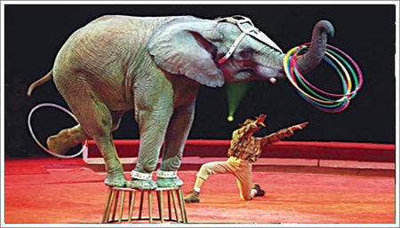 Seis municipios de Huelva han prohibido ya los circos con animales