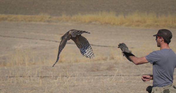 El hinojero Antonio Naranjo se proclama campeón de Andalucía de Bajo Vuelo en cetrería