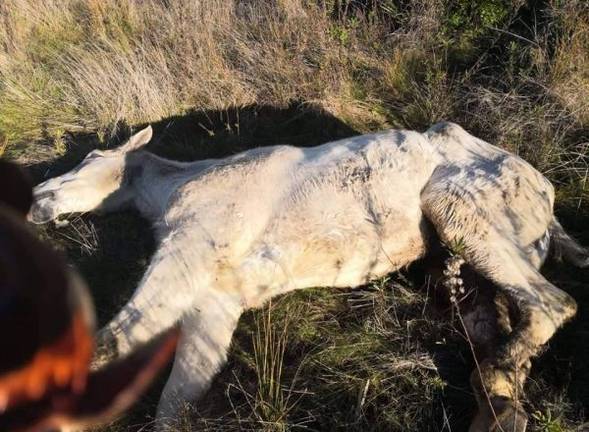 Denuncian el abandono de un caballo en Gibraleón en condiciones “lamentables”