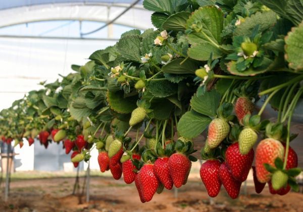 La bajada de producción por el clima marca la campaña fresera