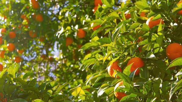 Agricultura abona a Huelva 40,5 millones de la PAC
