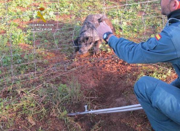 La Guardia Civil libera a una perra atrapada por un lazo de caza en una finca de Niebla