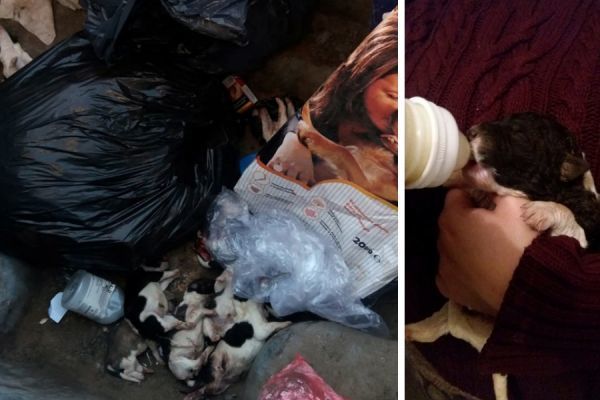 Buscan hogar para el único superviviente de una camada de cachorros tirada al contenedor en Lepe