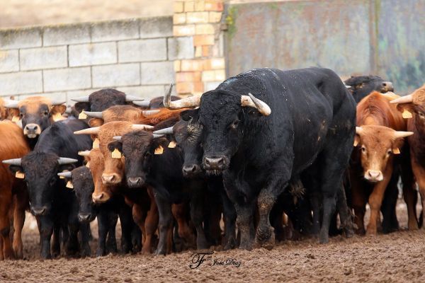 El PP subraya que la Tauromaquia frena el despoblamiento rural y pide su reconocimiento