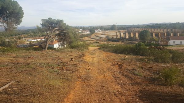 Alertan de una tala indiscriminada de pinos en Valdelamusa