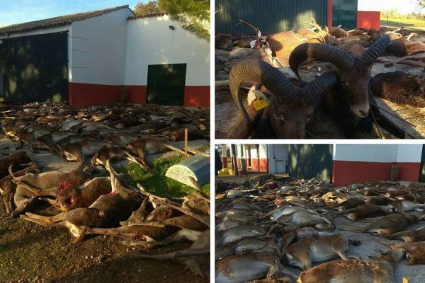 Preocupación en el sector de la caza por la rápida expansión de la enfermedad del ‘ciervo zombi’ o ‘caquexia’