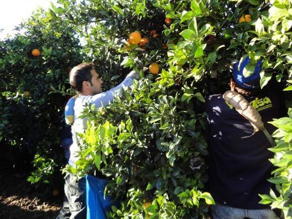 Los precios de los cítricos se han hundido este año un 50%