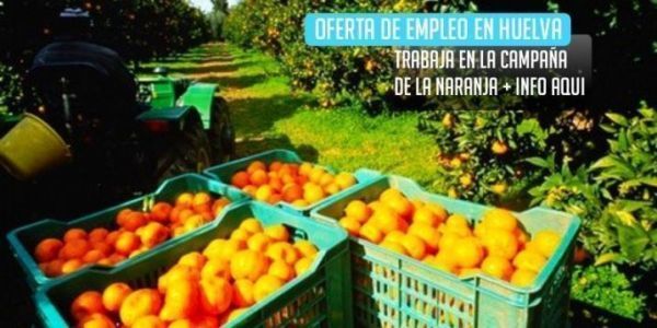 La UPA avisa: “La campaña de cítricos en Huelva está siendo ruinosa”