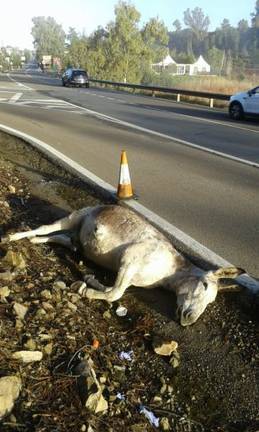 Un autobús atropella a un burro en Riotinto