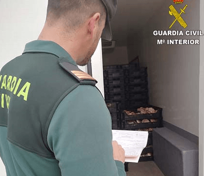 Intervenidos 250 kilos de gurumelos de origen desconocido en Paymogo