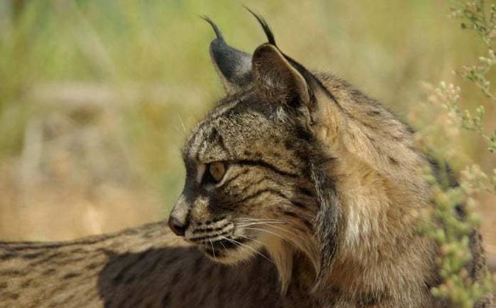 Mueren dos nuevos linces ibéricos por atropello
