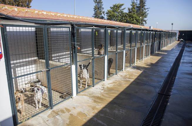 El Ayuntamiento de Huelva unifica y refuerza la atención a los animales abandonados