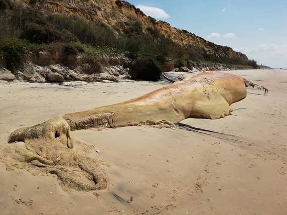Hallan el cadáver de una gran ballena en Matalascañas