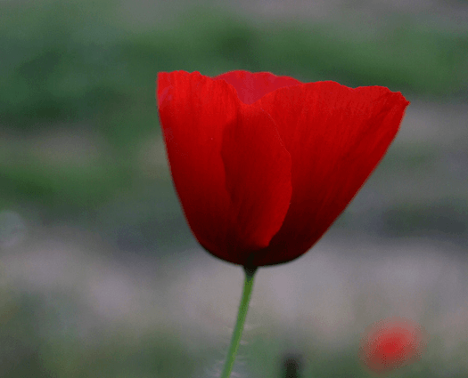 La flor más delicada…