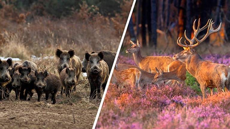 El Parque Natural de la Sierra de Aracena no frena el tránsito descontrolado de especies cinegéticas