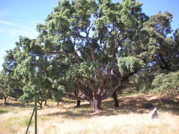 Un alcornoque amplía el monumento natural de la Dehesa de San Francisco