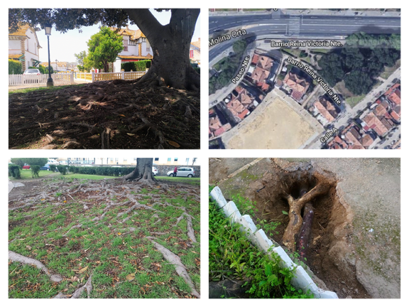 Las raíces de unos ficus amenazan con levantar varias casas del BIC del Barrio Obrero