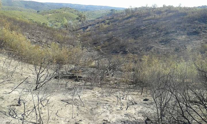 Once bomberos mantienen la lucha contra el fuego junto a Doñana durante la madrugada