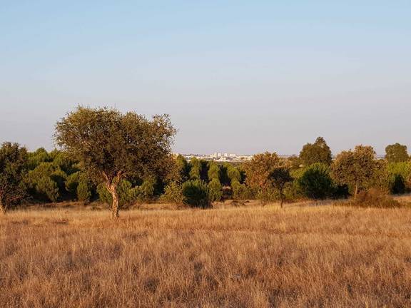 Ecologistas reclama la devolución de 60 Has forestales por la extinción del Parque Científico de Aljaraque