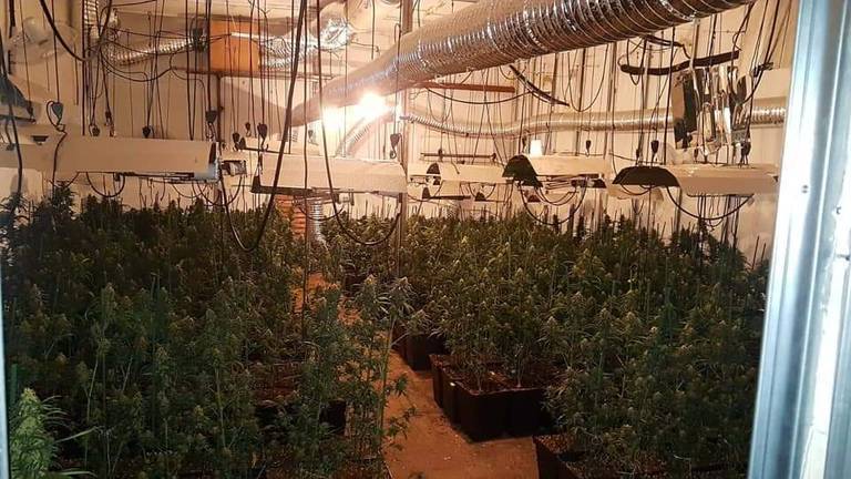 Tres detenidos al cultivar más de 300 plantas de marihuana en Valverde