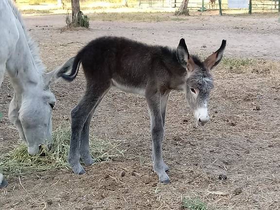 La Asociación El Burrito Feliz denuncia el robo de tres de sus animales