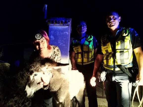 Encontradas dos de las tres crías de burro robadas en Hinojos