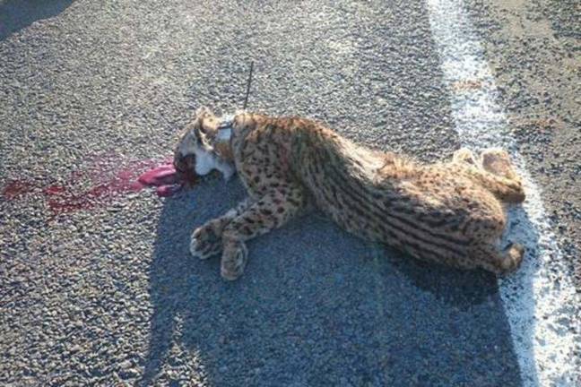 Muere atropellado ‘Esencia’, uno de los linces más longevos de Doñana-Aljarafe