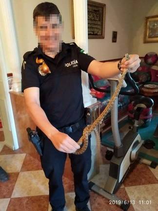 Agentes de Almonte capturan una serpiente que se cuela dentro de una casa
